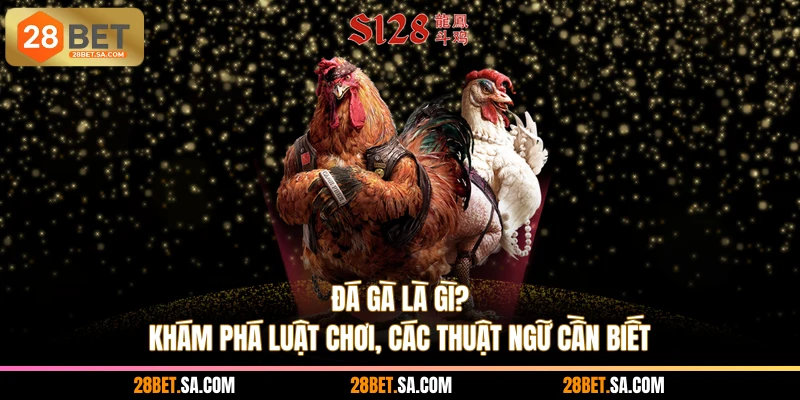 Đá Gà Là Gì? Khám Phá Luật Chơi, Các Thuật Ngữ Cần Biết