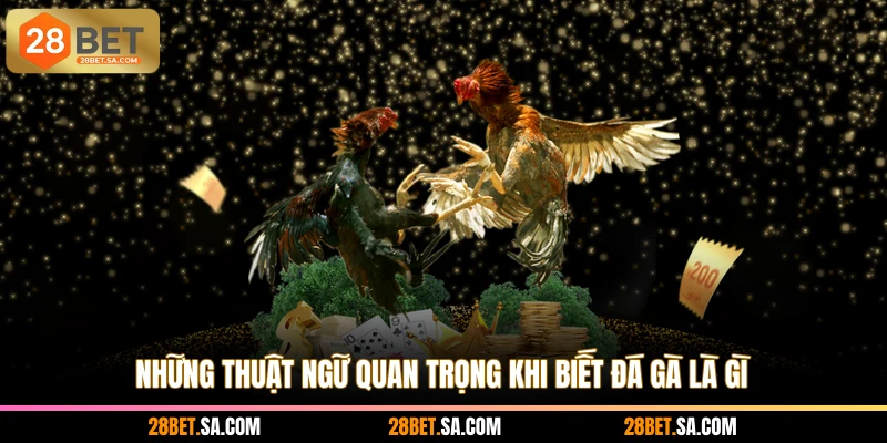 Những thuật ngữ quan trọng khi biết đá gà là gì