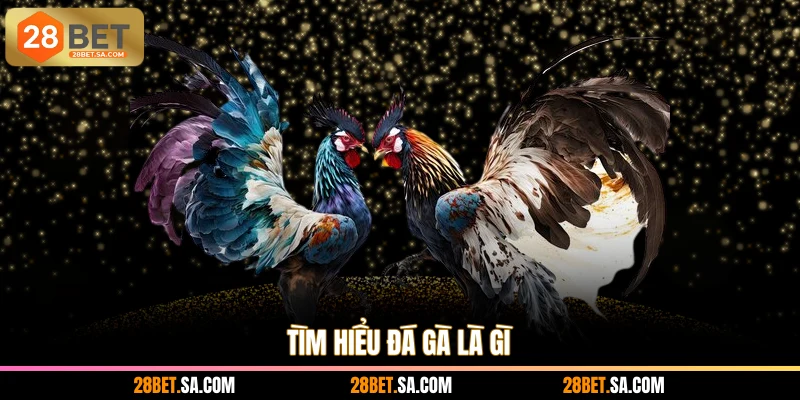 Tìm hiểu đá gà là gì